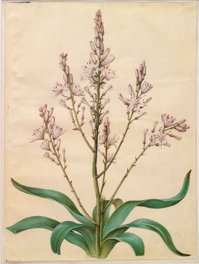 Asphodelus ramosus by Johannes Simon Holtzbecker